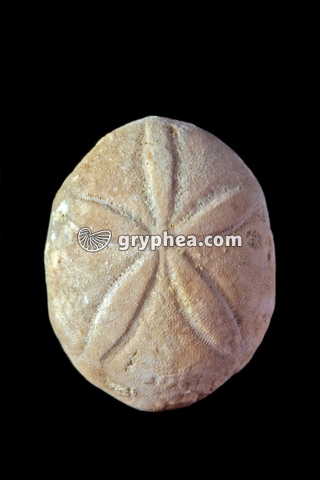 Oursin fossile (Echinolampas sp.) - gryphea.org